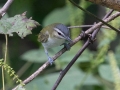 Red-eyed Vireo - Land Between the Lakes - Gun Range Rd (Golden Pond Target Range), Cadiz, Trigg County, Kentucky,  September 9, 2020