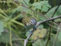 Red-eyed Vireo - Land Between the Lakes - Gun Range Rd (Golden Pond Target Range), Cadiz, Trigg County, Kentucky,  September 9, 2020