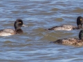 Lesser Scaup - Land Between the Lakes - Barkley Bridge, Trigg County, Kentucky, November 18, 2020