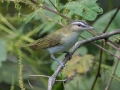 Red-eyed Vireo - Land Between the Lakes - Gun Range Rd (Golden Pond Target Range), Cadiz, Trigg County, Kentucky,  September 9, 2020