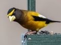 Evening Grosbeak (male) , Waterfowl Way, Cadiz, Trigg County, Kentucky, January 6, 2021