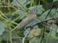 Red-eyed Vireo - Land Between the Lakes - Gun Range Rd (Golden Pond Target Range), Cadiz, Trigg County, Kentucky,  September 9, 2020