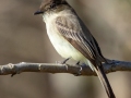 Eastern Phoebe  - R 367–399 E Lester Chapel Rd, Trenton, Todd County, Kentucky, December 1, 2020