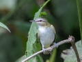 Red-eyed Vireo - Land Between the Lakes - Gun Range Rd (Golden Pond Target Range), Cadiz, Trigg County, Kentucky,  September 9, 2020