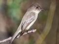 Eastern Phoebe  - 4710–5432 Guthrie Rd, Guthrie, Todd County, Kentucky, December 1, 2020