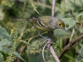 White-eyed Vireo - Land Between the Lakes - Gun Range Rd (Golden Pond Target Range), Cadiz, Trigg County, Kentucky,  September 9, 2020