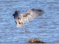 Great Blue Heron -Land Between the Lakes National Recreation Area, Cadiz, Trigg County, Kentucky, November 18, 2020