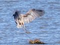 Great Blue Heron -Land Between the Lakes National Recreation Area, Cadiz, Trigg County, Kentucky, November 18, 2020
