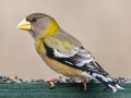 Evening Grosbeak (female) , Waterfowl Way, Cadiz, Trigg County, Kentucky, January 6, 2021