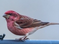 Purple Finch (male) , Waterfowl Way, Cadiz, Trigg County, Kentucky, January 6, 2021