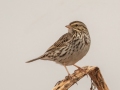 Savannah Sparrow - Hopkins County, March 12, 2021