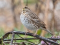 Savannah Sparrow - Hopkins County, March 12, 2021