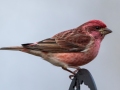 Purple Finch (male) , Waterfowl Way, Cadiz, Trigg County, Kentucky, January 6, 2021