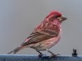 Purple Finch (male) , Waterfowl Way, Cadiz, Trigg County, Kentucky, January 6, 2021