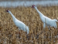 Whooping Cranes - Hopkins County, March 12, 2021