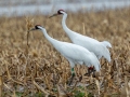 Whooping Cranes - Hopkins County, March 12, 2021