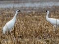 Whooping Cranes - Hopkins County, March 12, 2021