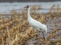 Whooping Cranes - Hopkins County, March 12, 2021