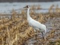 Whooping Cranes - Hopkins County, March 12, 2021