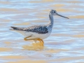 Greater Yellowlegs - Morgan Pond, Christian County, Kentucky, March 3, 2021