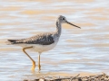 Greater Yellowlegs - Morgan Pond, Christian County, Kentucky, March 3, 2021