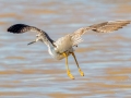 Greater Yellowlegs - Morgan Pond, Christian County, Kentucky, March 3, 2021