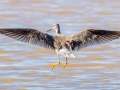 Greater Yellowlegs - Morgan Pond, Christian County, Kentucky, March 3, 2021