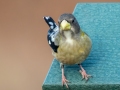 Evening Grosbeak (female) , Waterfowl Way, Cadiz, Trigg County, Kentucky, January 6, 2021