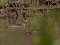 Hooded Mergansers  - 221 - 1409 Miller Mill Rd, Oak Grove, Christian County, April 8, 2021