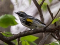 Yellow-rumped Warbler (Myrtle) - 221 - 1409 Miller Mill Rd, Oak Grove, Christian County, April 8, 2021