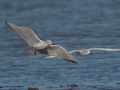 Bonaparte's gulls - Land Between the Lakes National Recreation Area, Cadiz, Trigg County, Kentucky, November 18, 2020