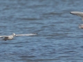 Bonaparte's gulls - Land Between the Lakes National Recreation Area, Cadiz, Trigg County, Kentucky, November 18, 2020