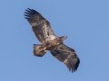 Bald Eagle (juvenile) - Land Between the Lakes National Recreation Area, Cadiz, Trigg County, Kentucky, November 18, 2020