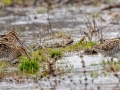 Wilson's Snipe - 500–854 Big Pond Rd, Trenton, Todd County, February 1, 2021