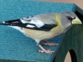 Evening Grosbeak (female) , Waterfowl Way, Cadiz, Trigg County, Kentucky, January 6, 2021