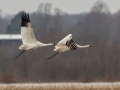 Whooping Cranes - Hopkins County, March 12, 2021