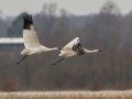 Whooping Cranes - Hopkins County, March 12, 2021