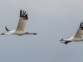 Whooping Cranes - Hopkins County, March 12, 2021