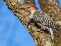 Red-bellied Woodpecker - Land Between the Lakes - Devil’s Elbow Area, Trigg County, Kentucky, November 18, 2020