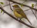 White-eyed Vireo - 221 - 1409 Miller Mill Rd, Oak Grove, Christian County, April 8, 2021