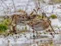 Wilson's Snipe - 500–854 Big Pond Rd, Trenton, Todd County, February 1, 2021