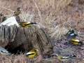 Evening Grosbeaks, Waterfowl Way, Cadiz, Trigg County, Kentucky, January 6, 2021