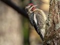 Yellow-bellied Sapsucker - Land Between the Lakes - Devil’s Elbow Area, Trigg County, Kentucky, November 18, 2020