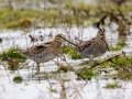 Wilson's Snipe - 500–854 Big Pond Rd, Trenton, Todd County, February 1, 2021