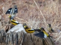 Evening Grosbeaks, Waterfowl Way, Cadiz, Trigg County, Kentucky, January 6, 2021