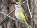 White-eyed Vireo - 221 - 1409 Miller Mill Rd, Oak Grove, Christian County, April 8, 2021