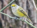 White-eyed Vireo - 221 - 1409 Miller Mill Rd, Oak Grove, Christian County, April 8, 2021