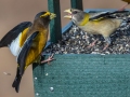 Evening Grosbeaks, Waterfowl Way, Cadiz, Trigg County, Kentucky, January 6, 2021