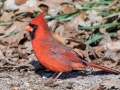 Northern Cardinal (male) - 367–399 E Lester Chapel Rd, Trenton, Todd County, Kentucky, December 2, 2020
