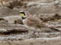 Horned Lark - Hopkins County, March 12, 2021